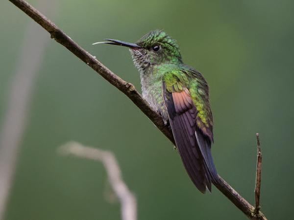 <h3><a href="/trips/costa-rica/biota/animalia/chordata/aves/033 apodiformes/004 trochilidae/eupherusa eximia/eupherusa eximia-nl.html">Eupherusa&nbsp;eximia</a> / Stripe‑tailed&nbsp;hummingbird / Streepstaartkolibrie</h3>OM-1 Mark II met OLYMPUS M.150-400mm F4.5, 1/640 sec  bij F4.5, ISO 10000, afstand 6.85&nbsp;m